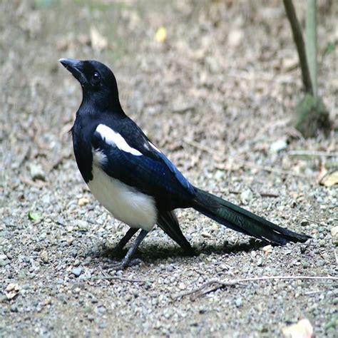 養喜鵲|喜鵲(鳥綱動物):形態特徵,棲息環境,生活習性,分布範圍,繁殖方式,。